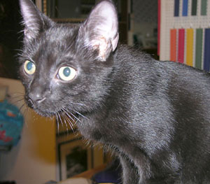 amun schaut